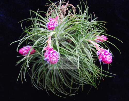 展示 空气凤梨 Tillandsia Stricta 多国花