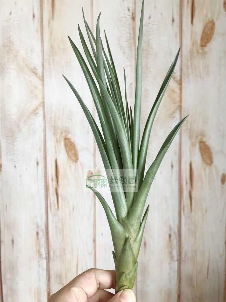 展示 空气凤梨 Tillandsia Belloensis x Flabellata 贝乐斯x火焰