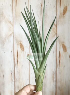 展示 空气凤梨 Tillandsia Belloensis x Flabellata 贝乐斯x火焰