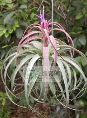 展示 空气凤梨 Tillandsia strephylla X brachycaulos 可利卷