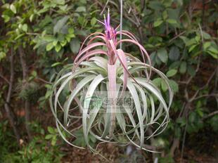 展示 空气凤梨 Tillandsia strephylla X brachycaulos 可利卷