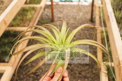 展示 空气凤梨 T.brachycaulos Specimen 贝可利 典型