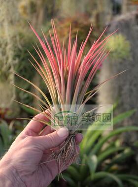 展示 空气凤梨 T.Ionantha x Floribunda新品种杂交精灵