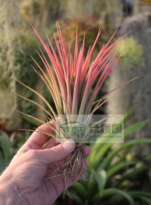 展示 空气凤梨 T.Ionantha x Floribunda新品种杂交精灵