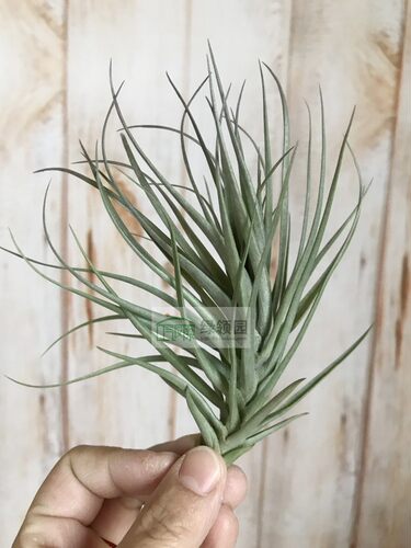 展 空气凤梨 Tillandsia Tenuifolia Purple Torch 蓝色花紫火炬
