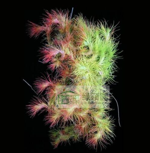 展示空气凤梨 热带 Tillandsia funckiana SEL1982-0567 编号狐尾