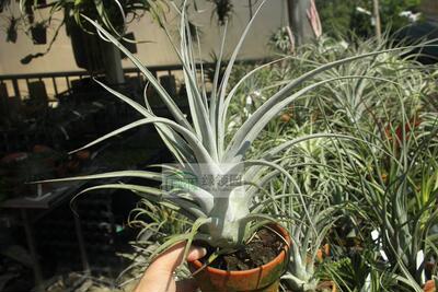 展示 空气凤梨 Tillandsia Don Walsh 河豚x霸王