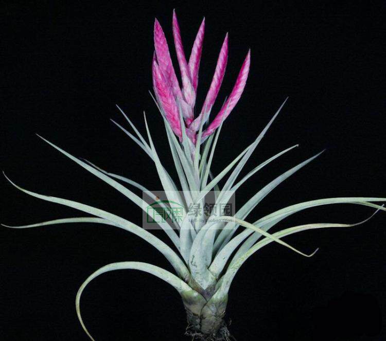 展示 空气凤梨 热带 Tillandsia 'Steve' 史蒂芬（费西x香槟）