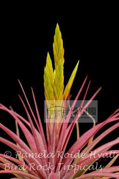展示 空凤鸟岩Tillandsia Aztec Fire超美质感杂交(粗皮x kuzmae)
