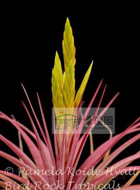 展示 空凤鸟岩Tillandsia Aztec Fire超美质感杂交(粗皮x kuzmae)