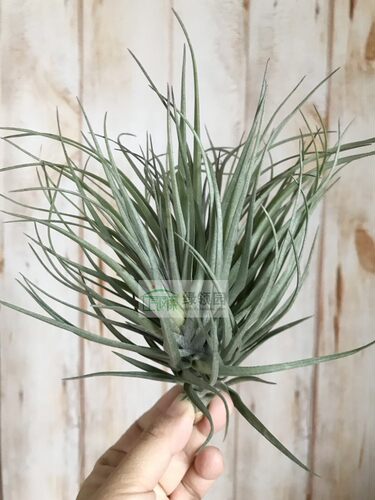 展示 空气凤梨 Tillandsia Stricta Black Beauty 黑美人多国