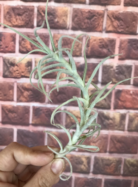 展示 空气凤梨 T.paleacea (Giant Form Specimen)巨型粗糠精选