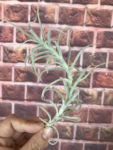 展示 空气凤梨 T.paleacea (Giant Form Specimen)巨型粗糠精选