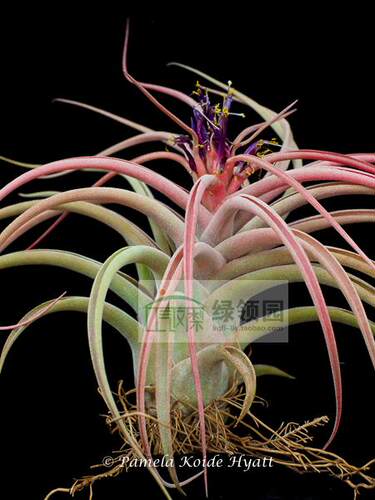 展示 空凤 鸟岩 T.brachycaulos x caput medusae'晚霞'反交品种