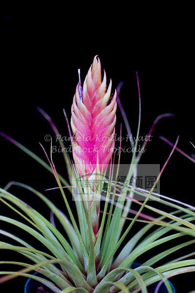 展示 空凤 鸟岩 Tillandsia fasciculata pink spike费西X大红花