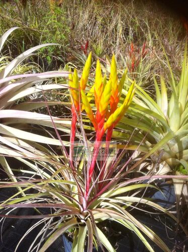 空气凤梨 鸟岩 T.Sunrise(rothii x juncea）杂交柔婷x大三色