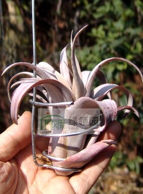 展示 鸟岩 Tillandsia 'Capitata Peach'卡比桃红