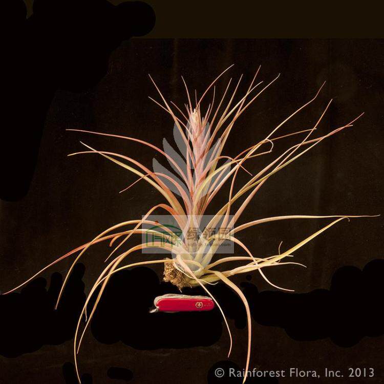 展示 空气凤梨 Tillandsia Polybrachy 波利X贝可利