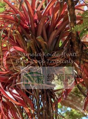空凤-鸟岩展示-T.capitata'Pochutla'常年发色小型卡比种