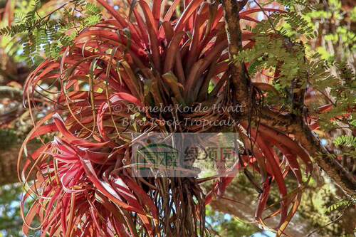 空凤-鸟岩展示-T.capitata'Pochutla'常年发色小型卡比种