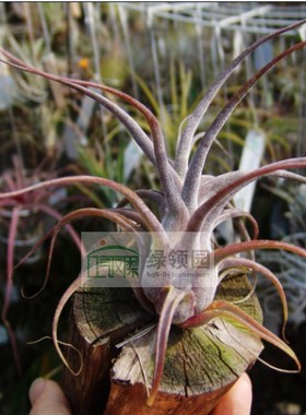 展示 空气凤梨 Tillandsia ‘Blushing Giant’ 电卷犀角