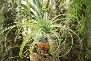 空气凤梨【展示】Tillandsia Avatar Nuevo 红杉×柔婷