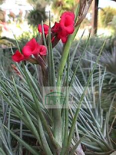 展示 空凤 鸟岩 Tillandsia 'Mystic Twins' 红花瓣x绿薄沙