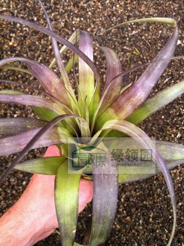 展示 空气凤梨 T. Polystachia Large 原始品种波利 大