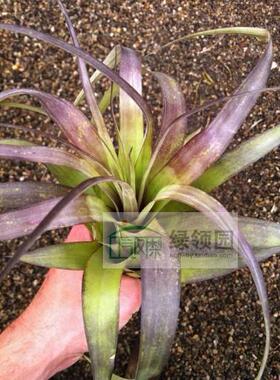 展示 空气凤梨 T. Polystachia Large 原始品种波利 大