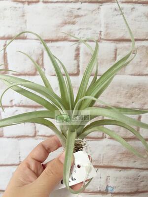 展示 空气凤梨 Tillandsia Interstellar（花中花x马龙）x霸王
