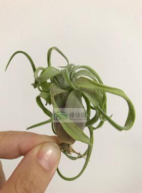 【展】T.Silberio Sanchez(ionantha x strephylla)精灵x电卷