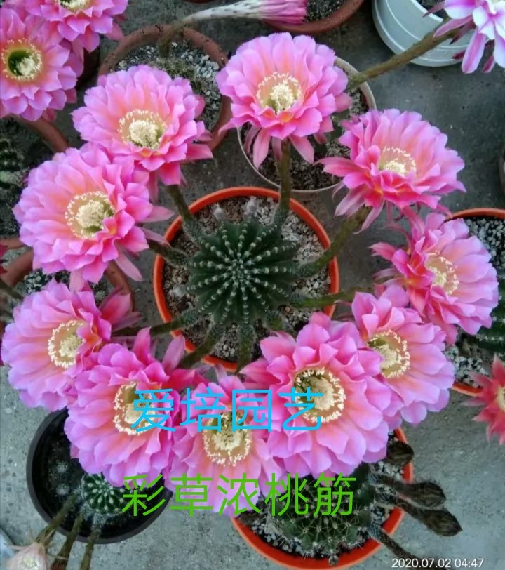 仙人球当年开花彩草绯花玉浓桃筋毛花柱勤开花开花球满28元包邮