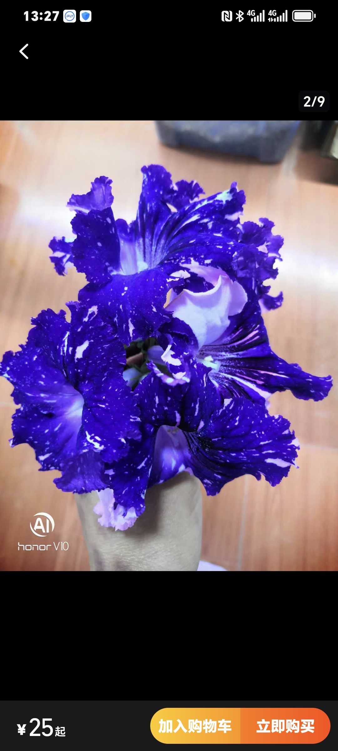 堇兰盆栽带花苞四季开花室内阳台花卉植物好养活易活图片
