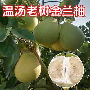 正宗老树金柚安福金兰柚蚕子江西特产宜春温汤明月山白心柚子蜜柚
