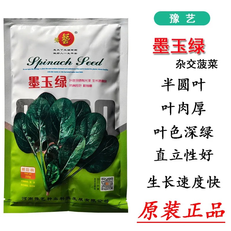 墨玉绿菠菜/豫艺种业菠菜种子/春季秋季种植高产抗霜霉40天可收获