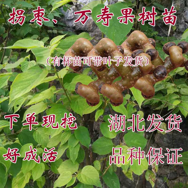 正宗果树拐枣树苗落叶