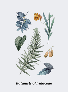 NEUF弗防水纹身贴《鸢尾科植物学家》清小苍兰迷迭香清新植物系列