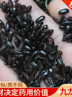 传世正宗九龙虫活体长寿虫洋虫宠物虫高档药材喂养