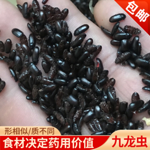 传世正宗九龙虫活体长寿虫洋虫宠物虫高档药材喂养