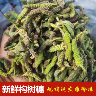新鲜构树穗现摘现发 楮不揪构棒槌 时令蒸菜野菜多省包邮