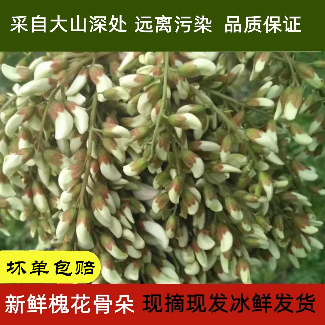 槐花新鲜123斤野生洋槐花花骨朵花苞当季蔬菜野菜杨槐花刺槐花