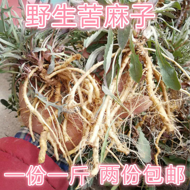 山东野生苦麻子小叶苦菜苦荬菜苦碟子菜根生吃蘸酱一斤装两份包邮