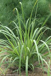 柠檬草 野生新鲜香茅草 傣族烧烤佐料香料 种植栽种50g包邮1根价`