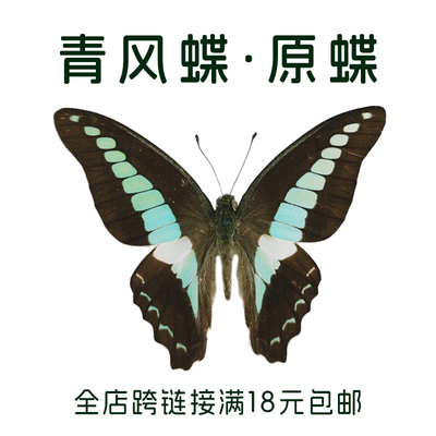 青凤蝶未展翅原蝶A1/A-品质