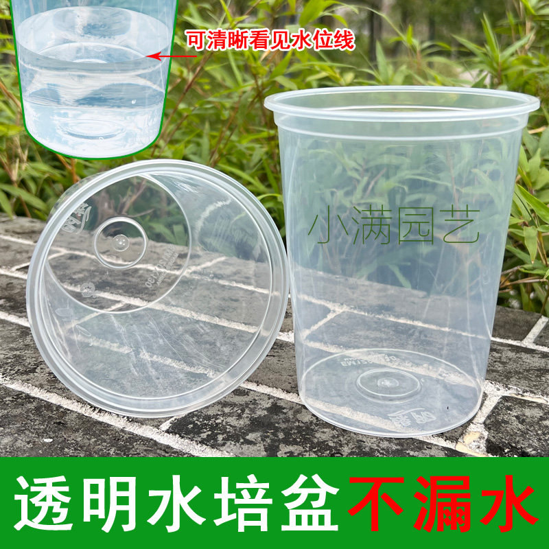 蝴蝶兰透明水培盆懒人花盆
