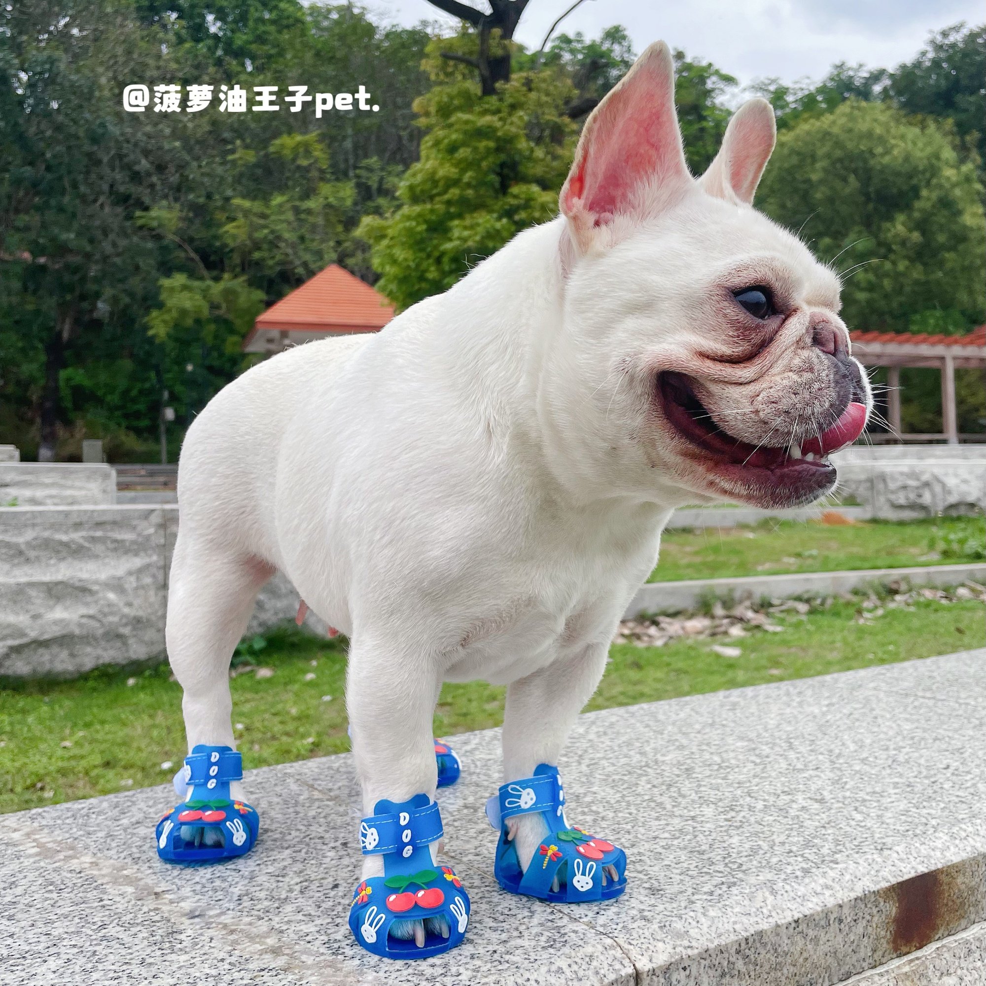 新款宠物夏季鞋软底防滑果冻凉鞋雨鞋 狗狗法斗透气樱桃水晶鞋