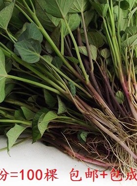 红薯苗蜜薯地瓜苗烟薯25富硒西瓜红芽大田高剪苗原代脱毒紫薯苗种