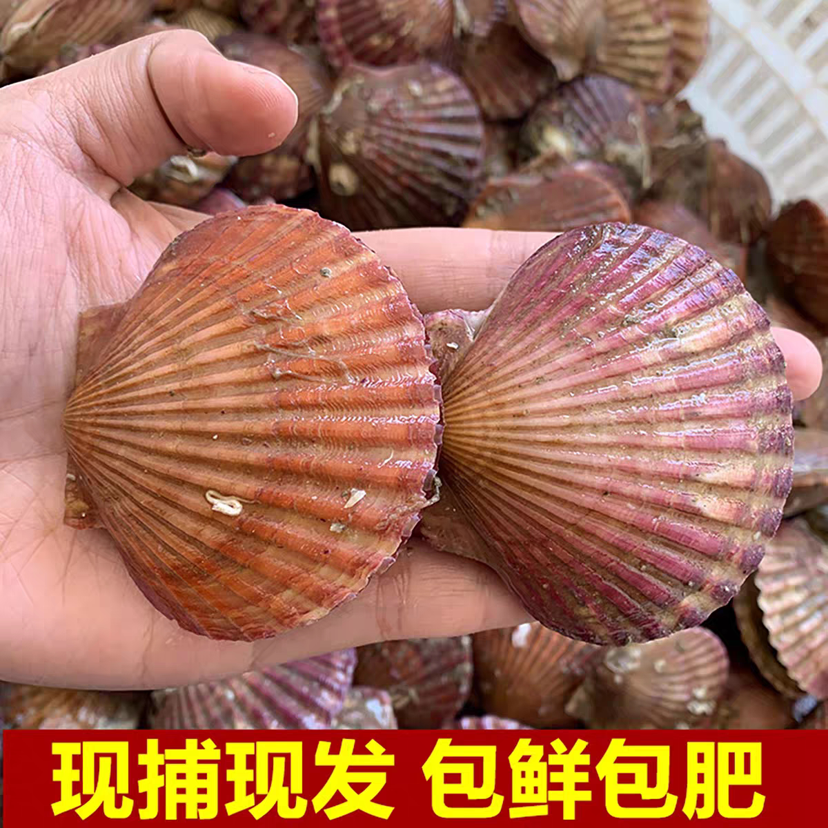 海捕鲜活扇贝小红贝新鲜港湾贝大贝类制品