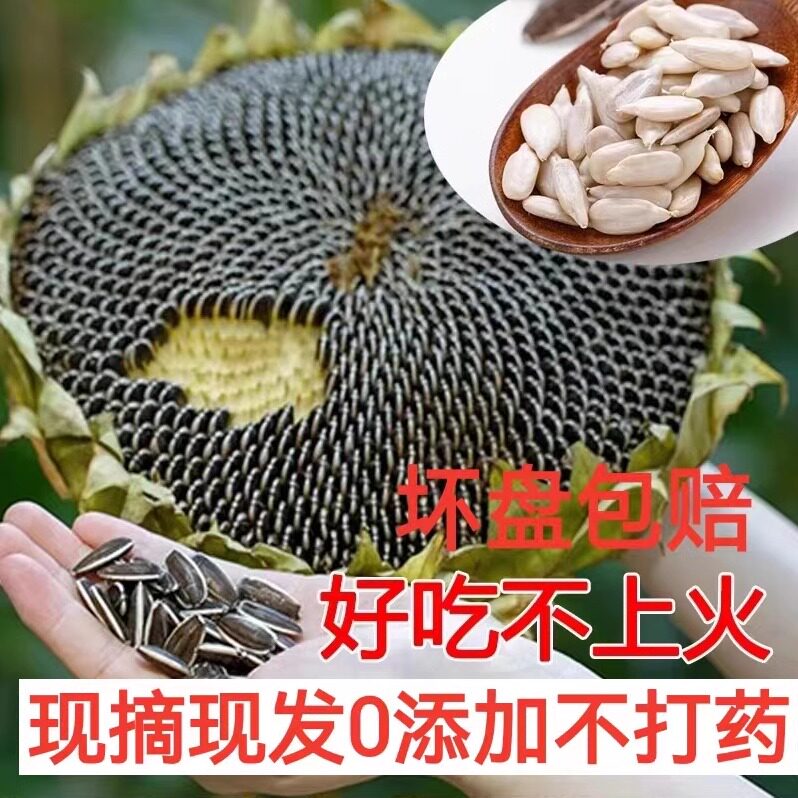 26年新鲜向日葵盘带籽生向日葵带盘原味湿葵瓜子葵花头毛嗑现货