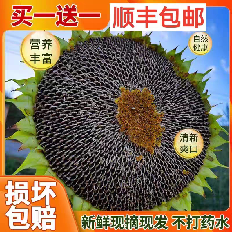 26年新鲜葵花盘带籽向日原味生瓜子葵花头毛嗑无任何添加现摘现发